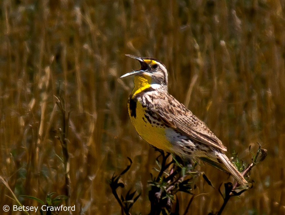 When to Plant Wildflower Seeds — Meadowlark Journal