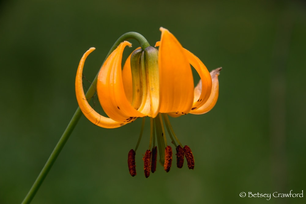 Columbia lilly (Lilium columbianum) along the road in southern British Columbia by Betsey Crawford