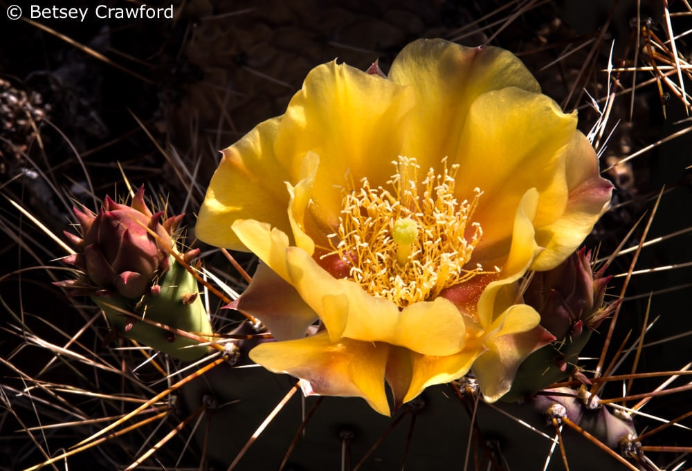 Desert prickly pear cactus (Opuntia phaeacantha) Corona Arch Trail, Moab, Utah by Betsey Crawford