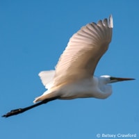 Great white egret flying over Corte Madera Marsh in Corte Madera, California by Betsey Crawford