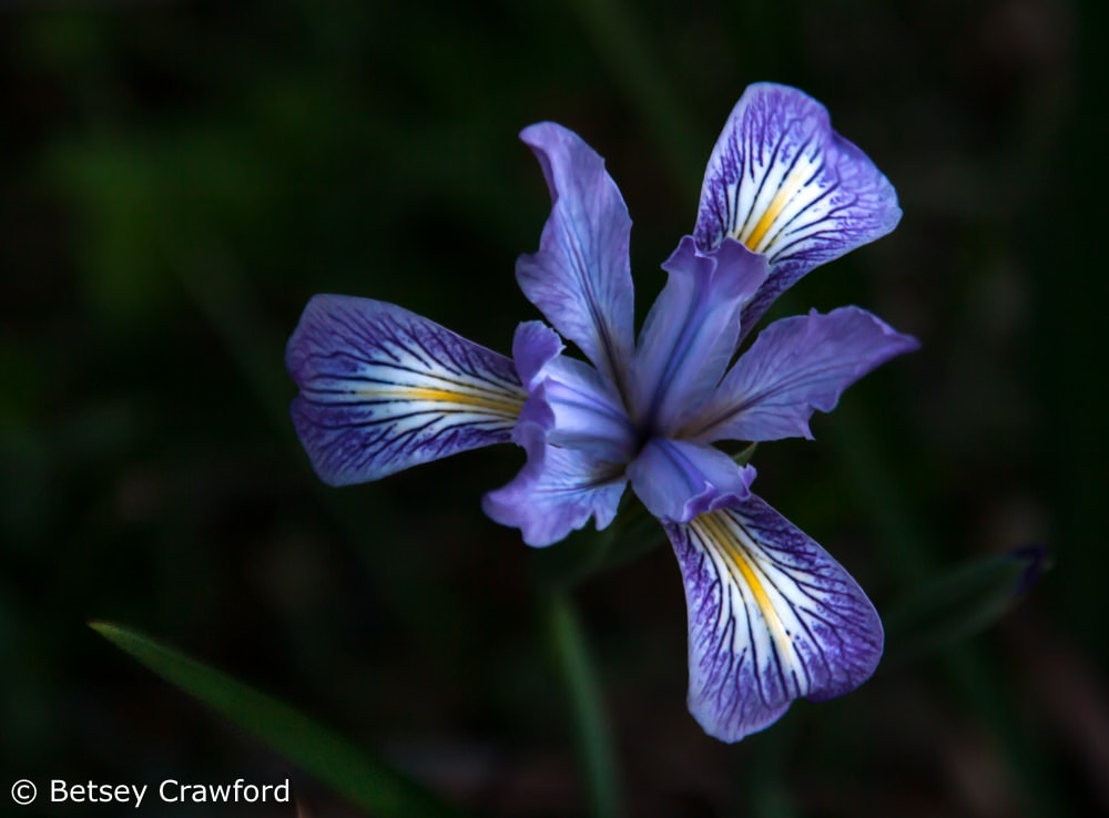 Beauty and allurement: Douglas iris (Iris douglasii) Ring Mountain, Tiburon, California by Betsey Crawford