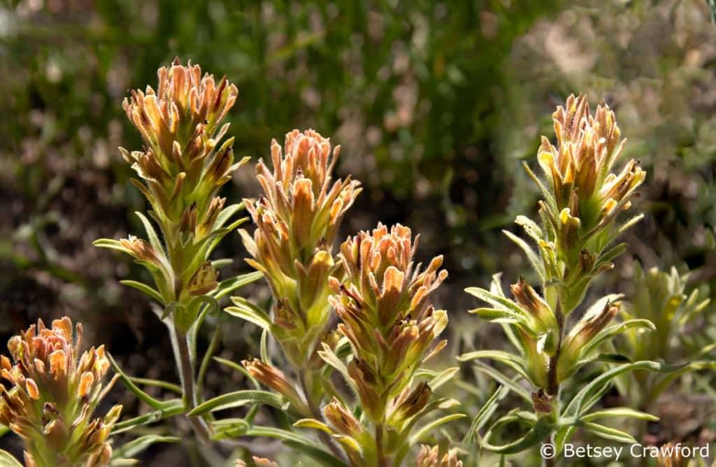 Peach colored alpine paintbrush (Castilleja nana) glowing in the sun in the Sierra Nevada. Photo by Betsey Crawford