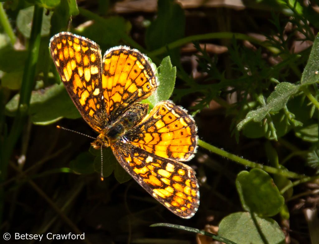 fritillary (Speyeria species) Sierra Nevada Mountains by Betsey Crawford