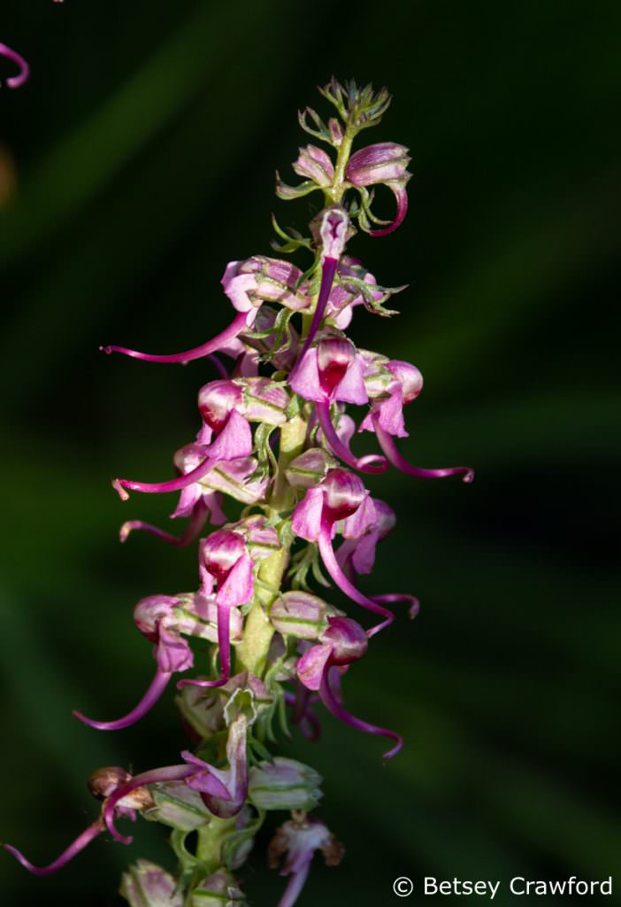 Elephant head (Pedicularis groenlandica) Sierra Nevada Mountains by Betsey Crawford