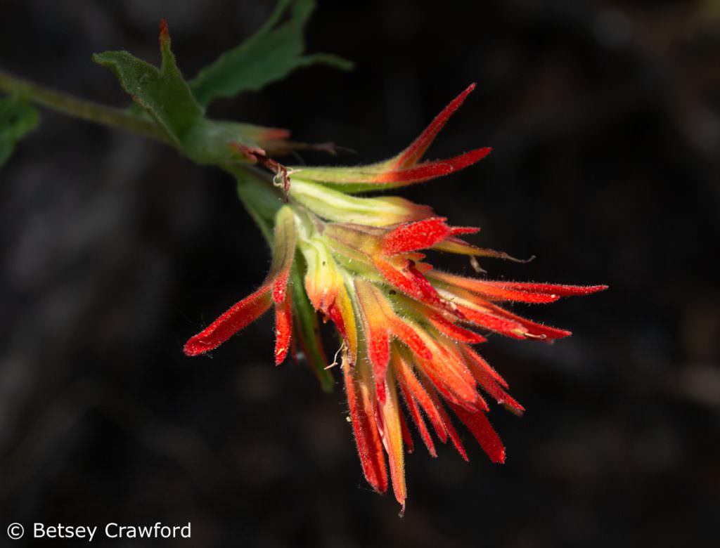 Giant red paintbrush (Castilleja miniata) Sierra Nevada Mountains by Betsey Crawford