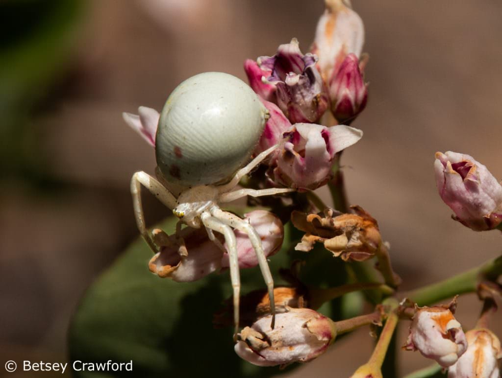 Crab spider (Mesumena vatia) on dogbane (Apocynum androsaemifolium) Sierra Nevada Mountains by Betsey Crawford