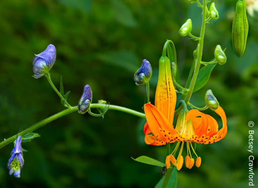 A leopard lily (Lilium pardalinum) captures a monkshood (Aconitum columbium) on their way upward by Betsey Crawford