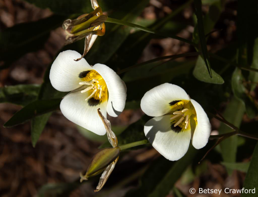 Mariposa lily (Calochortus leichtlinii) Sierra Nevada Mountains by Betsey Crawford