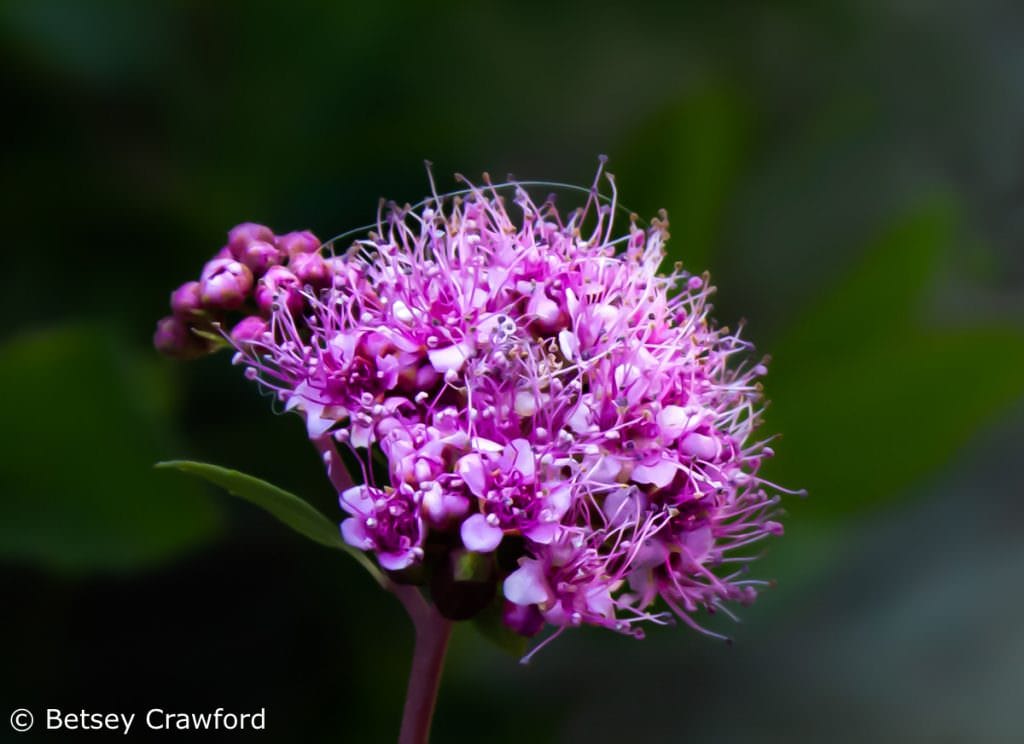 Mountain spirea (Spirea densiflora) in the Sierra Nevada Mountains by Betsey Crawford