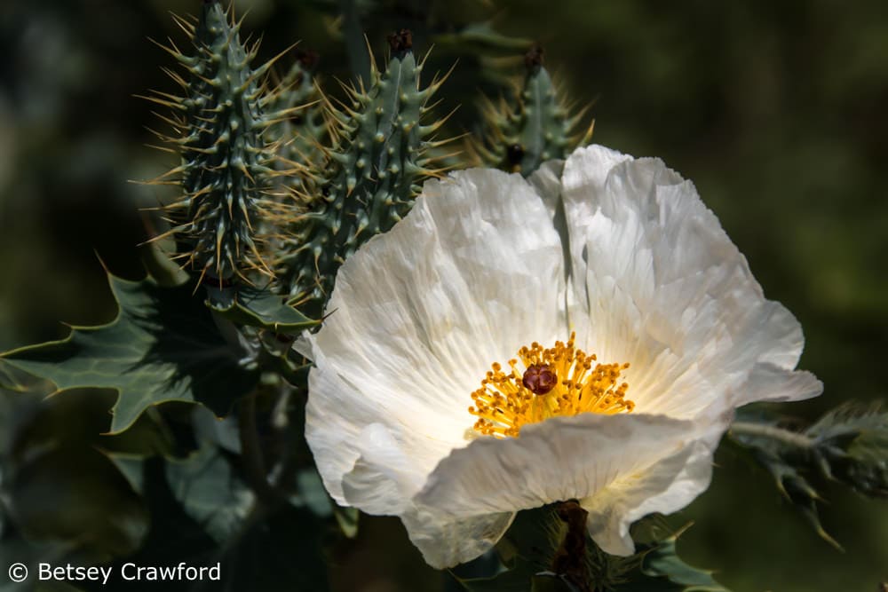 Beauty and allurement: Prickly poppy (Argemone polyanthemos) Konza Prairie Preserve, Flint Hills, Kansas by Betsey Crawford