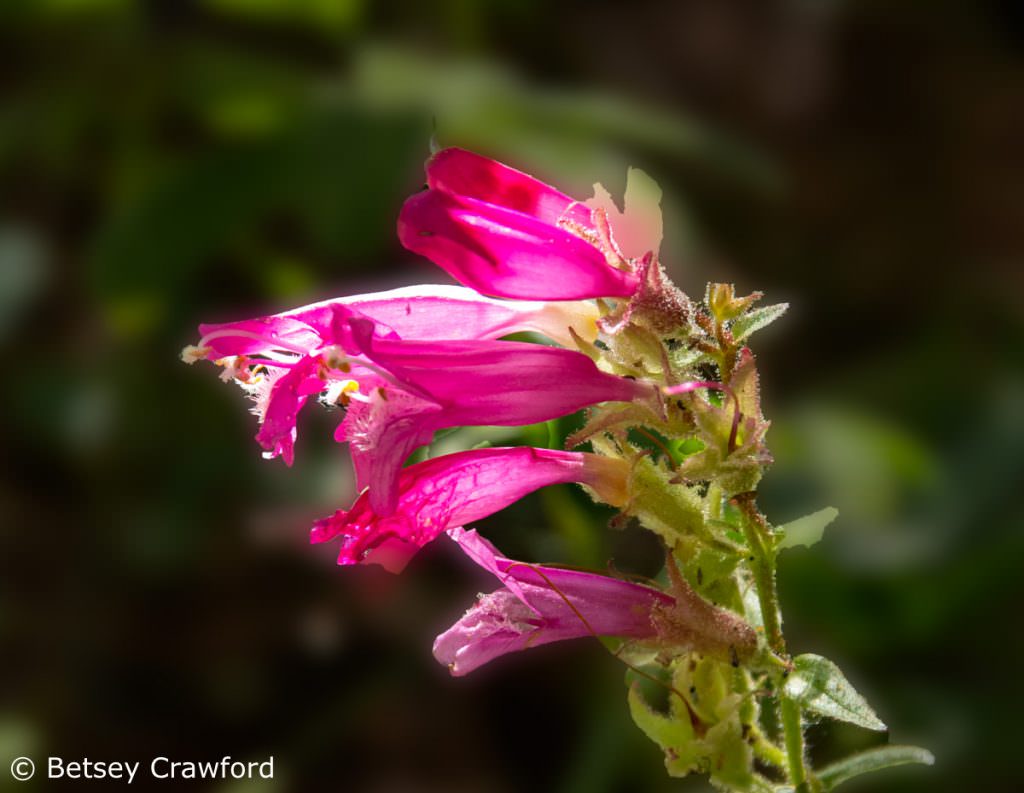 Pride of the mountain (Penstemon newberryi) Sierra Nevada Mountains