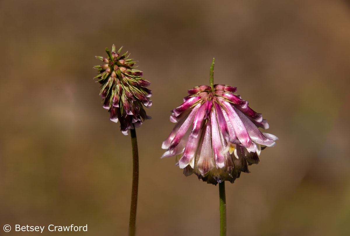 Productive clover (Trifolium productum) Sierra Nevada Mountains by Betsey Crawford