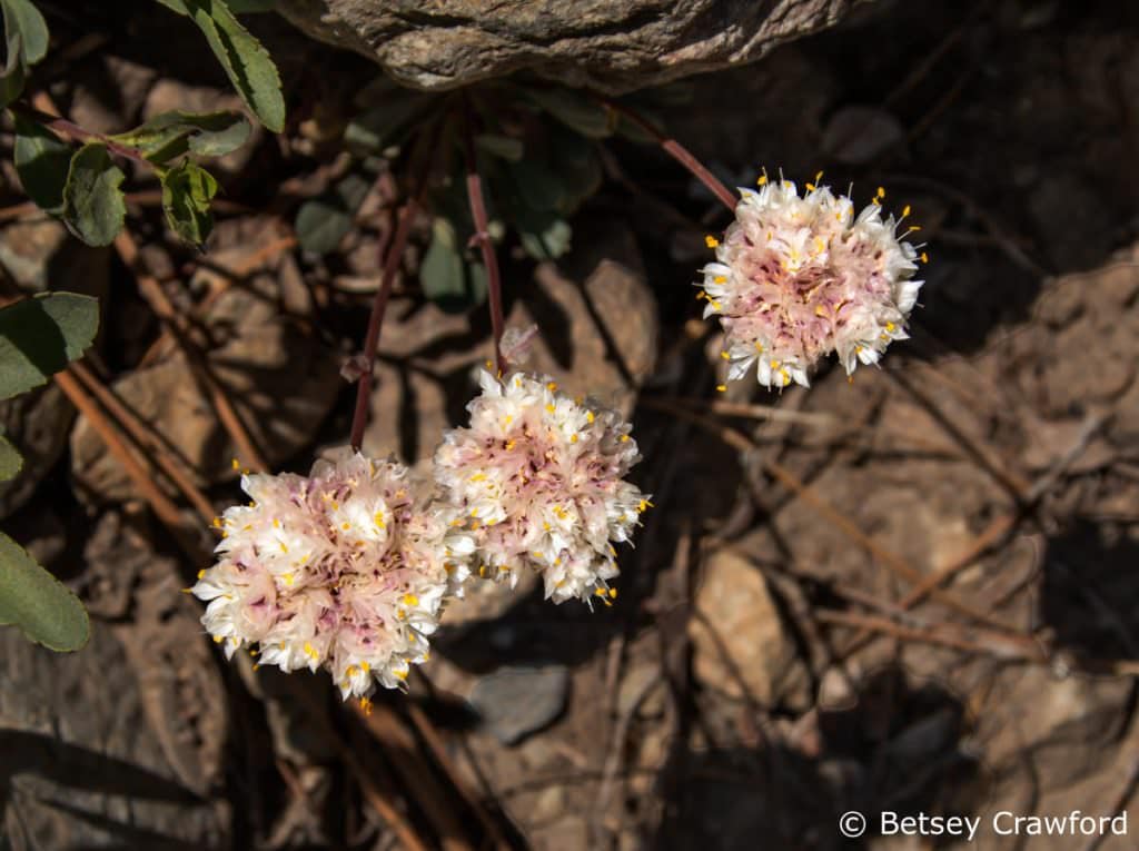 Pussy paws (Calyptridium umbellatum) Sierra Nevada MountainsPussy paws (Calyptridium umbellatum) Sierra Nevada Mountains by Betsey Crawford