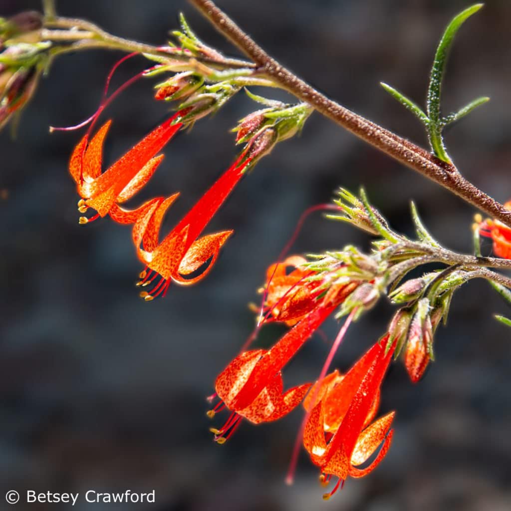 Scarlet gilia (Ipomposis aggregata) Sierra Nevada Mountains by Betsey Crawford