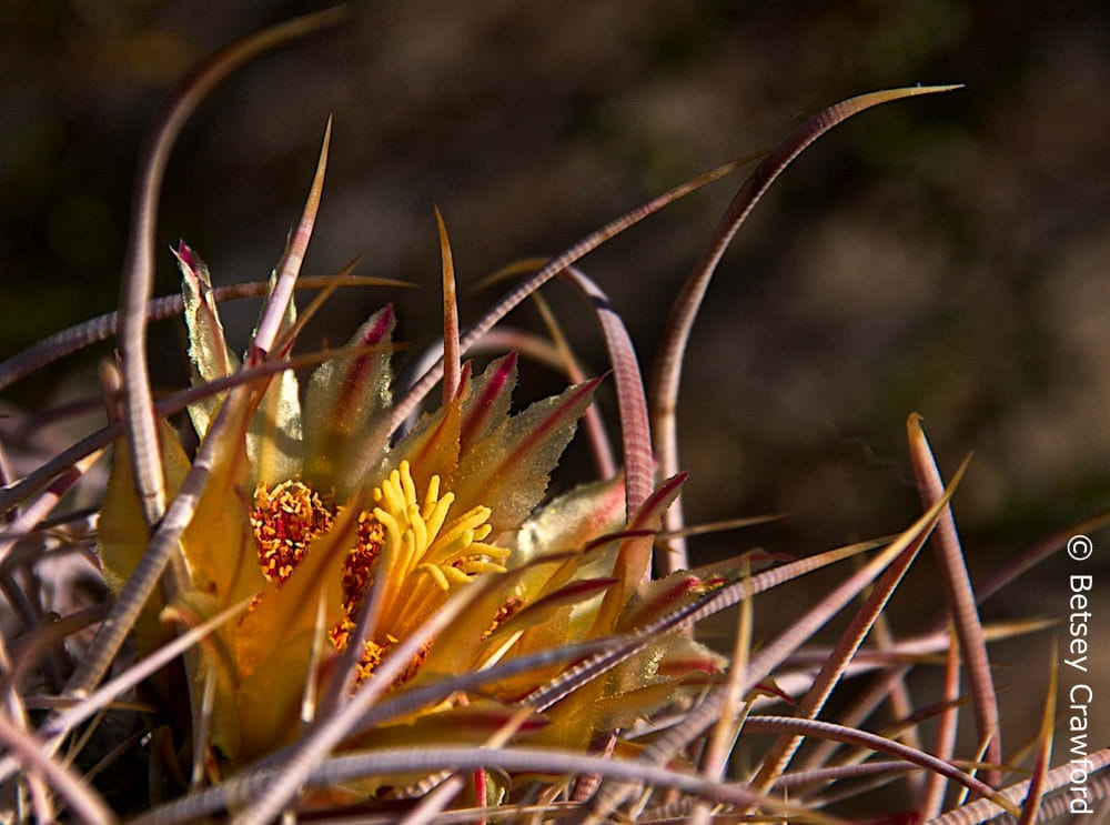 Barrel cactus (Ferocactus cylindraceus) Anza Borrego Desert, California by Betsey Crawford