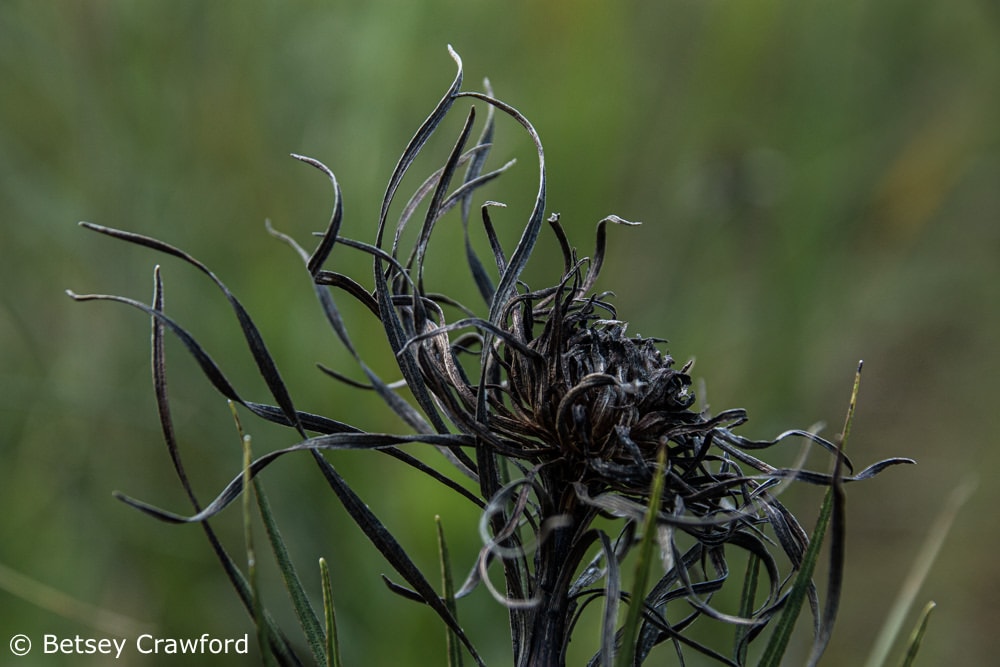 Perfect for Halloween: black, curling fading flower by Betsey Crawford