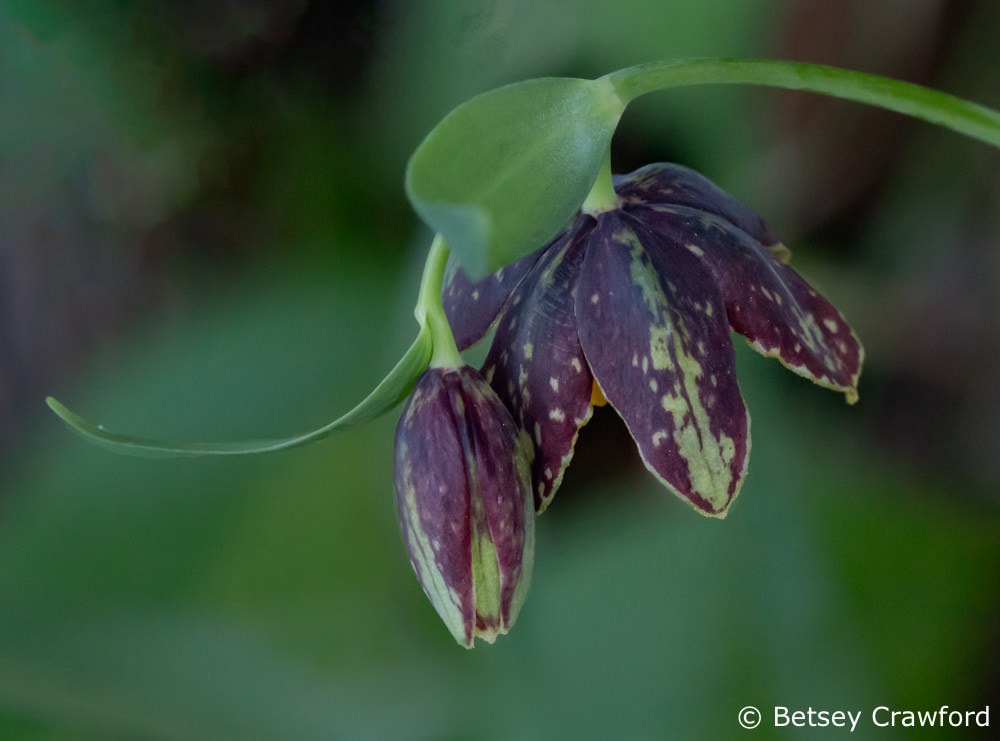 Checker lily (Fritillaria affinis) King Mountain Trail, Larkspur, California by Betsey Crawford
