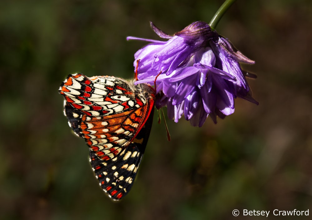 Chalcedon checkerspot butterfly (Euphydryas Chalcedon) with blue dick (Dichelostemma capitatum) along the King Mountain trail, Larkspur, California by Betsey Crawford