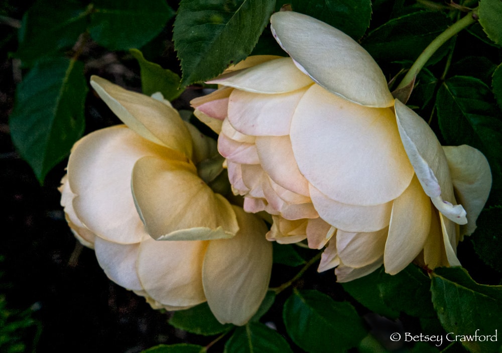 Beauty: David Austin roses in Manito Park, Spokane, Washington by Betsey Crawford