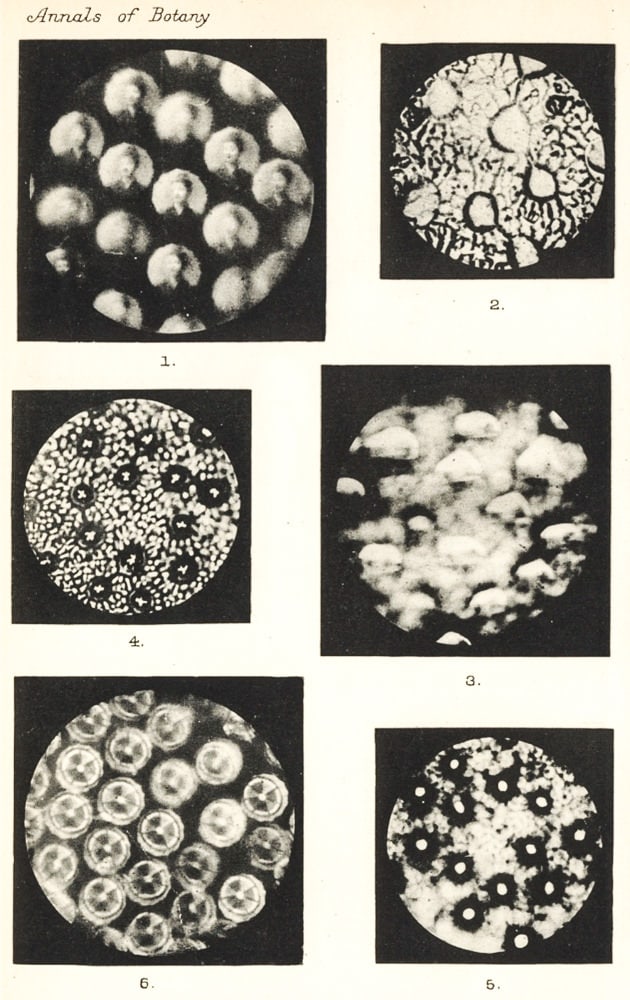 Botanist Harold Wager's photos taken using plant cells as lenses