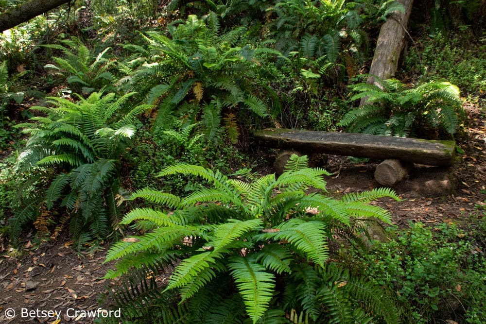 Bench among ferns on King Mountain in Larkspur, California by Betsey Crawford