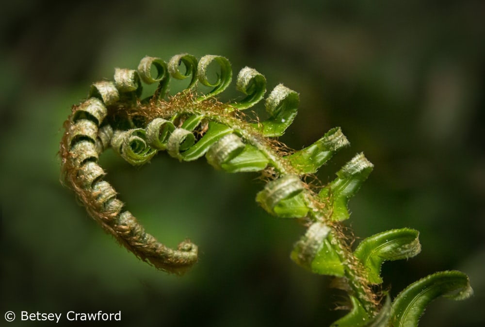 Unfolding fern frond in the Hoh Rain Forest, Olympic Peninsula, Washington. Photo by Betsey Crawford