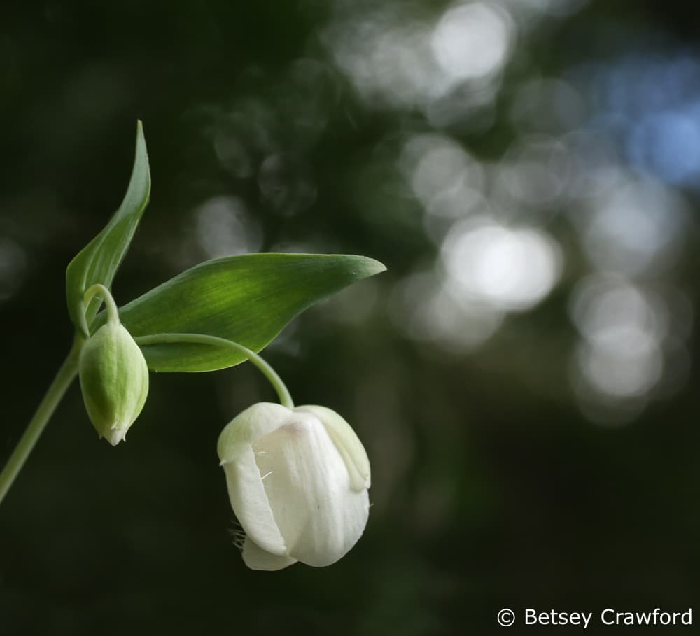 Photo for celebrating the Season of Creation: Fairy lantern (Chalocortus albus) along the Independence Trail in Rough and Ready, California by Betsey Crawford