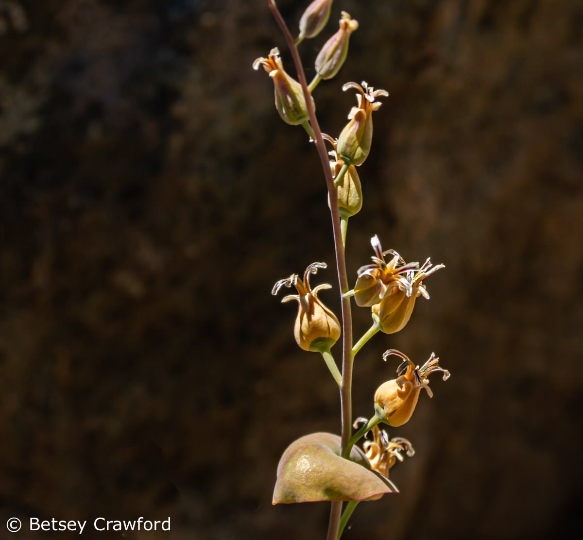 Celebrating the Season of Creation: jewel flower (Streptanthus toruosus) in the Sierra Nevada, California by Betsey Crawford