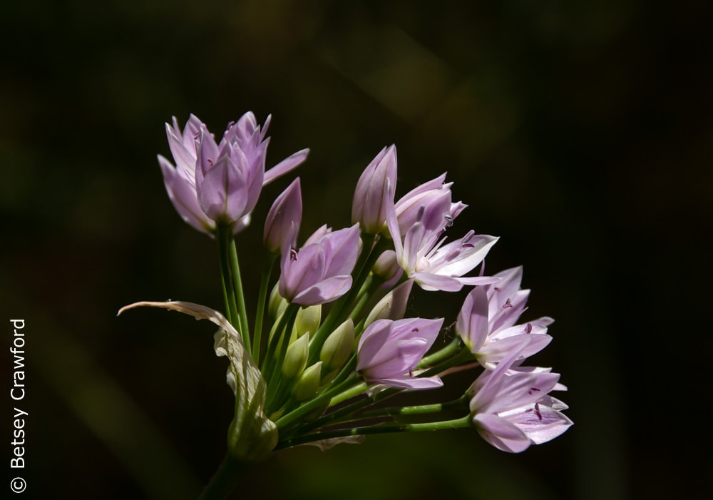One leaf onion (Allium unifolium) in a private garden in Marin County, California by Betsey Crawford