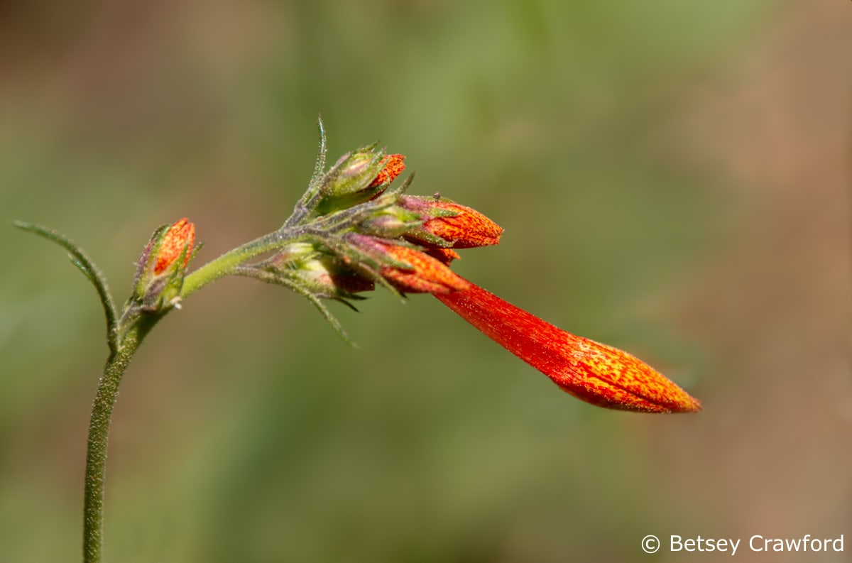 Loving earth: scarlet gilia bud (Ipomposis aggregata) in the Sierra Nevada, California by Betsey Crawford