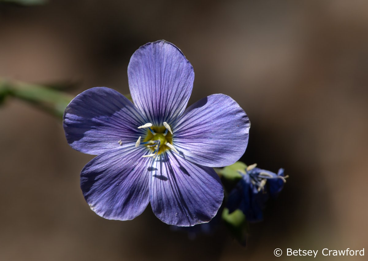 Celebrating the Season of Creation: western blue flax (Linum lewisii) in the Sierra Nevada, California by Betsey Crawford