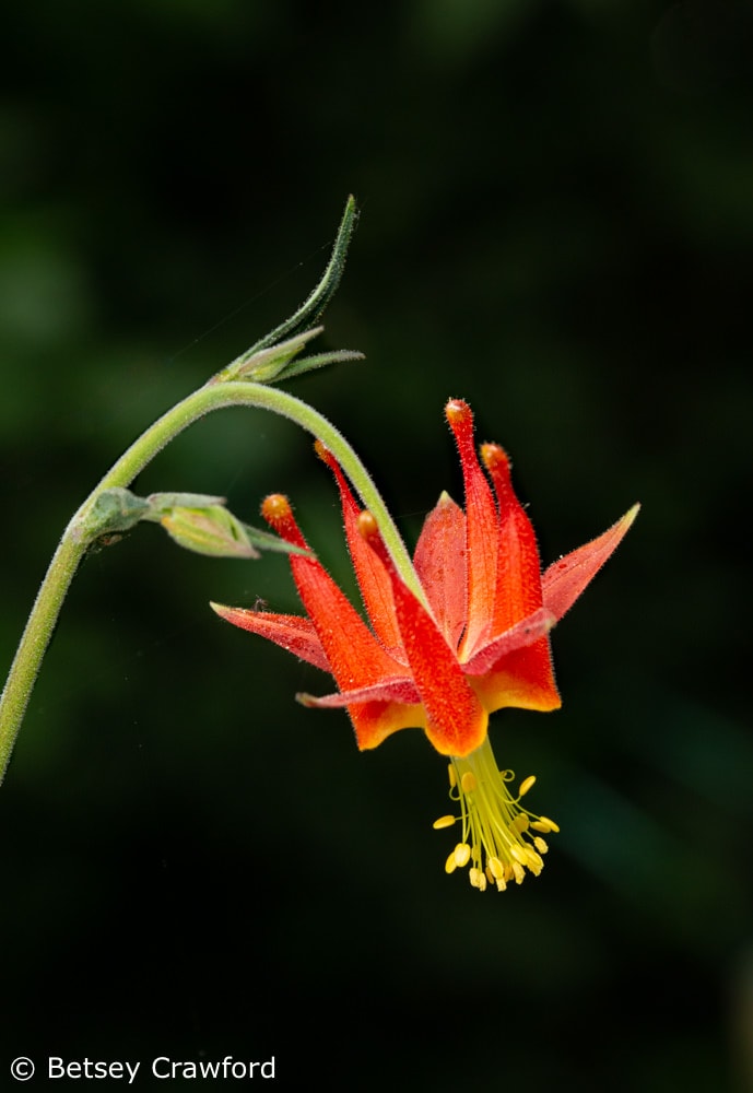 Celebrating the Season of Creation: western columbine (Aquilegia formosa) in a private garden in Marin County, California by Betsey Crawford