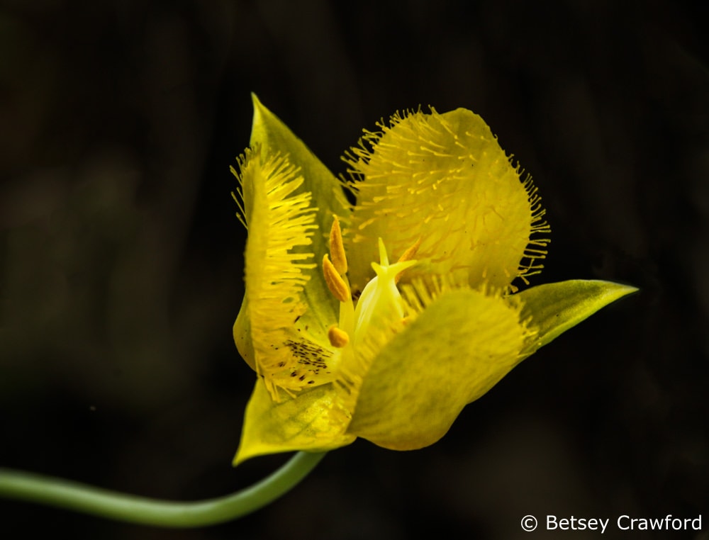 Yellow mariposa lily (Chalocortus luteus) along the Independence Trail in Rough and Ready, California by Betsey Crawford