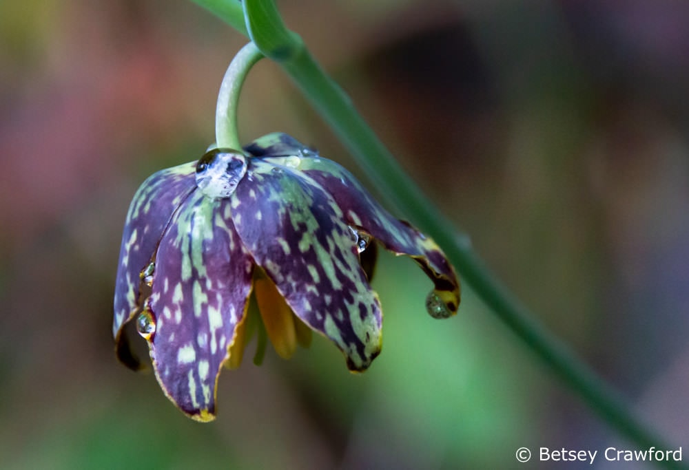 I love these: Checker lily (Fritillaria affinis) Hoo-koo-e-koo Trail, Larkspur, California by Betsey Crawford