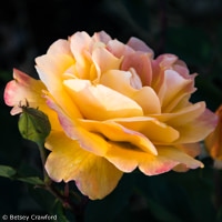 Yellow and pink rose in Manito Park, Spokane, Washington by Betsey Crawford