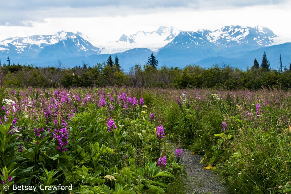 temperate rainforest fireweed