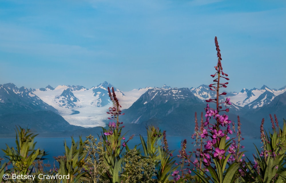 Fireweed and the Grewingk Glacier in Homer, Alaska by Betsey Crawford