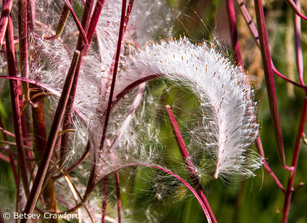 A fireweed seedpod breaks open and hundreds of seeds are ready to fly. Photo by Betsey Crawford