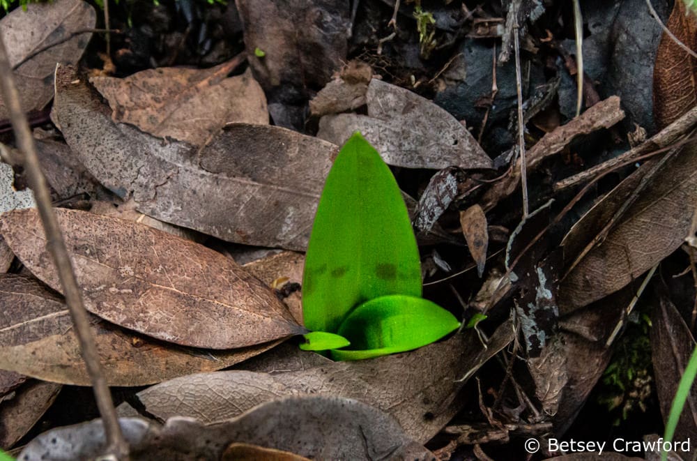 New leaves of fetid adder's tongue (Scoliopus bigelovii) King Moutain trail, Larkspur, California by Betsey Crawford
