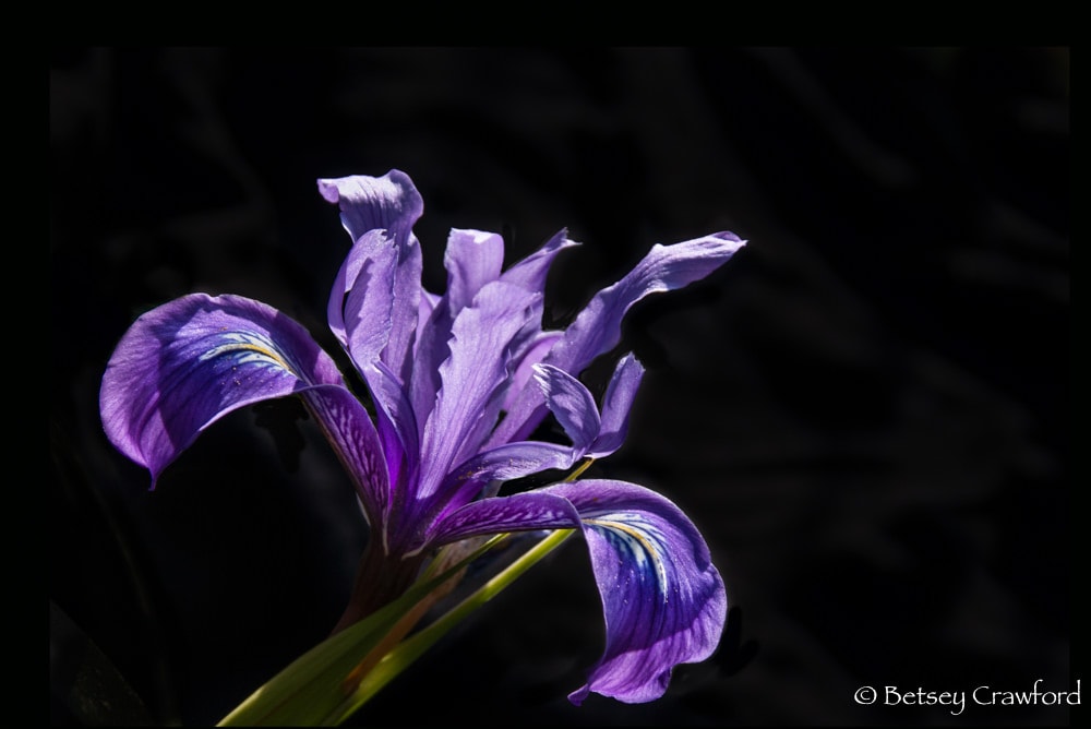 Purple iris douglasiana, Chimney Rock Trail Point Reyes National Seashore, California by Betsey Crawford