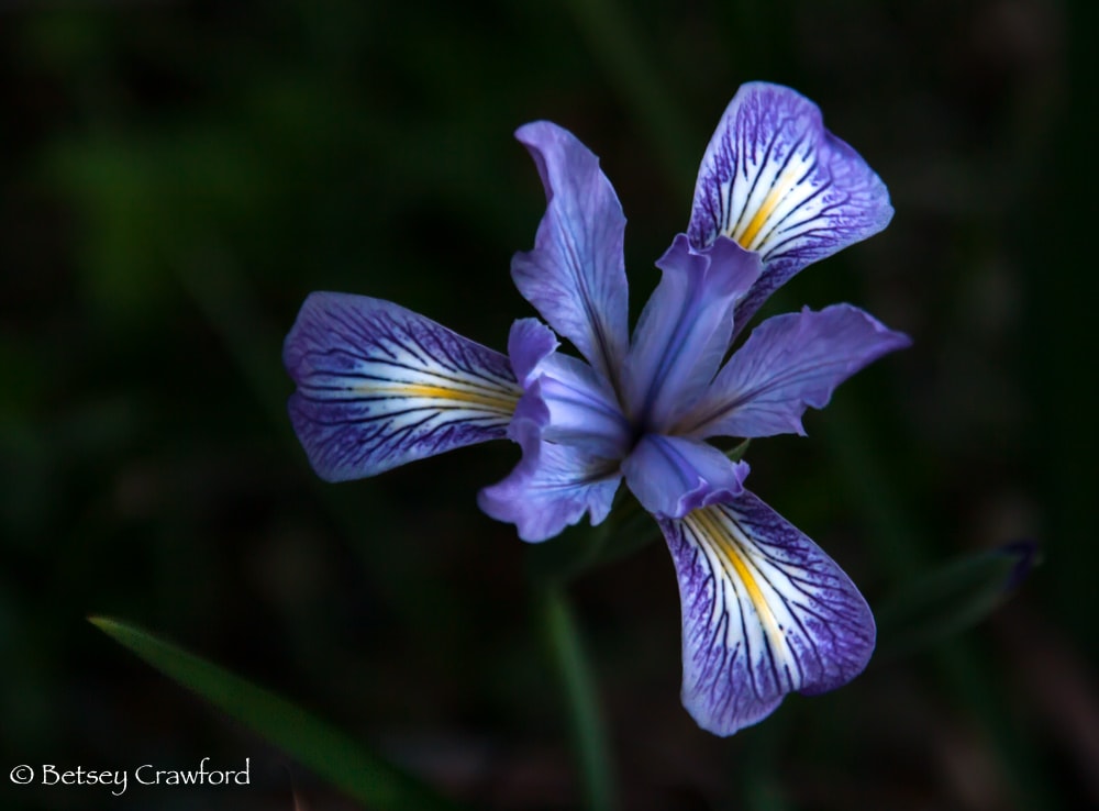 Purple iris douglasiana on Ring Mountain, Tiburon, California by Betsey Crawford