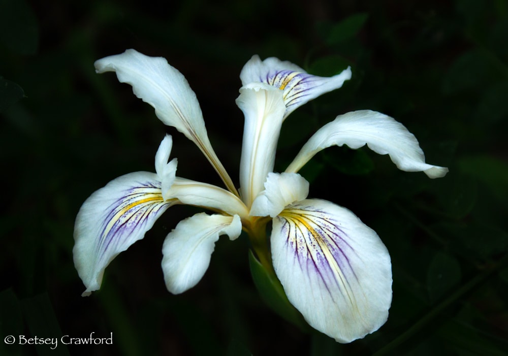 White iris douglasiana on the King Mountain Trail, Larkspur, California by Betsey Crawford