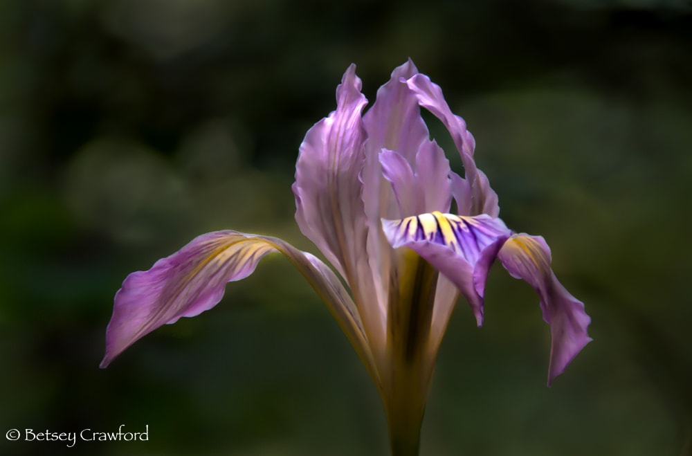 Purple iris douglasiana on the Hoo-Ko-E-Koo Trail, Larkspur, California by Betsey Crawford
