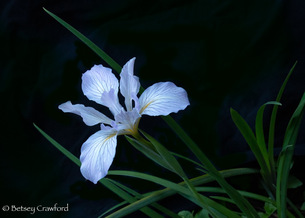 A wild iris at the Council of All Beings - The Soul of the Earth