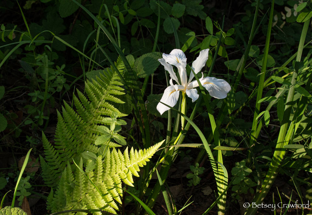 White iris douglasiana with ferns on the King Mountain Trail, Larkspur, California by Betsey Crawford