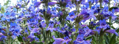 A good cure for plant blindness: Blue mist penstemon (Penstemon virens) in Evergreen, Colorado, by Betsey Crawford