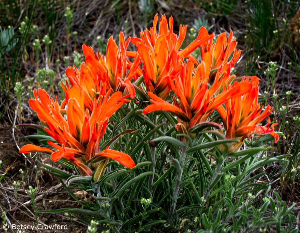 A stand of brilliant orange whole-leaf paintbrush (Castilleja integra) in Evergreen, Colorado by Betsey Crawford