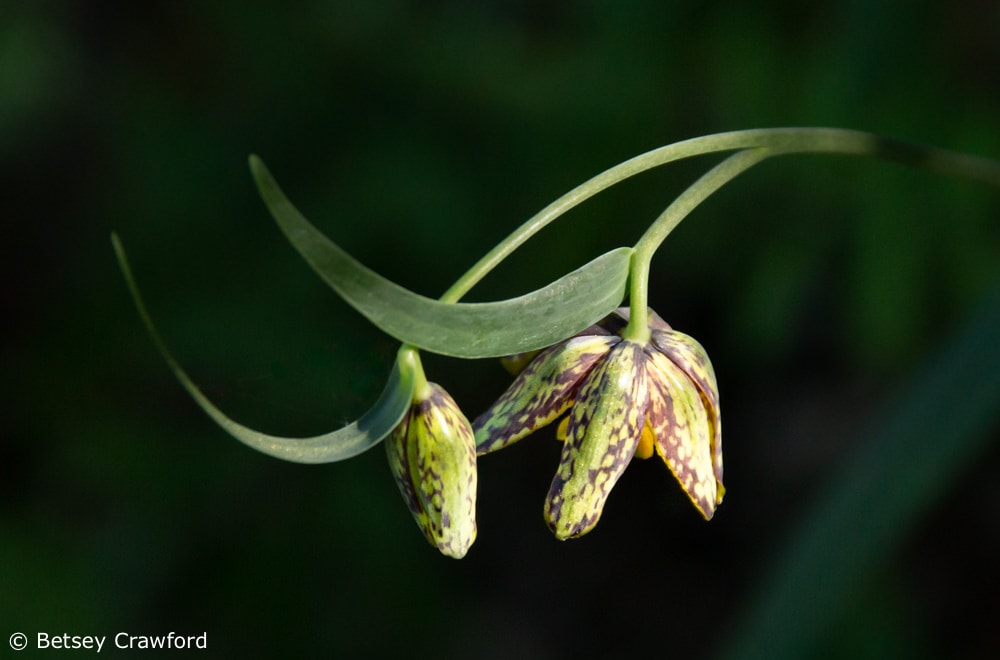 Season of Creation 2021: Checker lily (Fritillaria affinis) King Mountain, Tiburon, California by Betsey Crawford