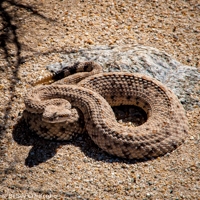 Coiled rattlesnake in the Anza Borrego Desert, California by Betsey Crawford
