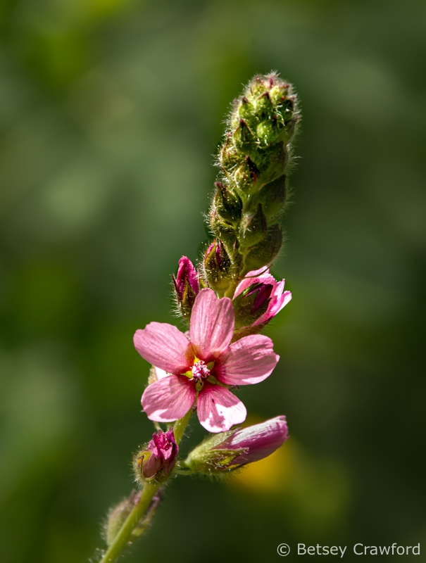Oregon checker bloom (Sidalcea calycosa subspecies rhizomata) in the Sierra Nevada, California by Betsey Crawford